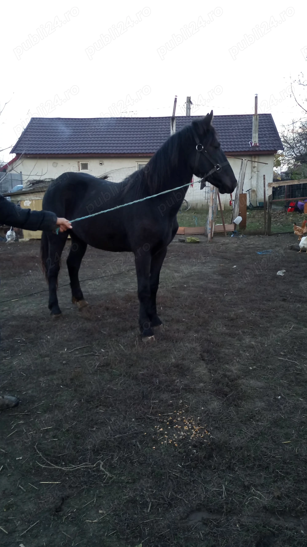 Disponibil mânz metis Frizian 