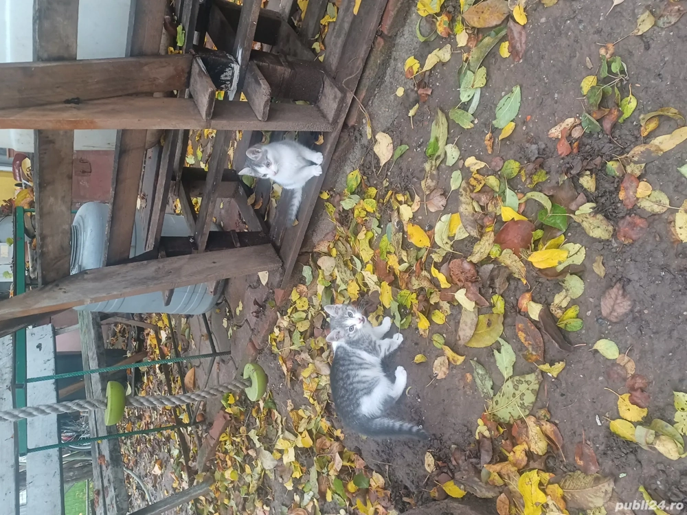 Ofer pisicute pentru copii.