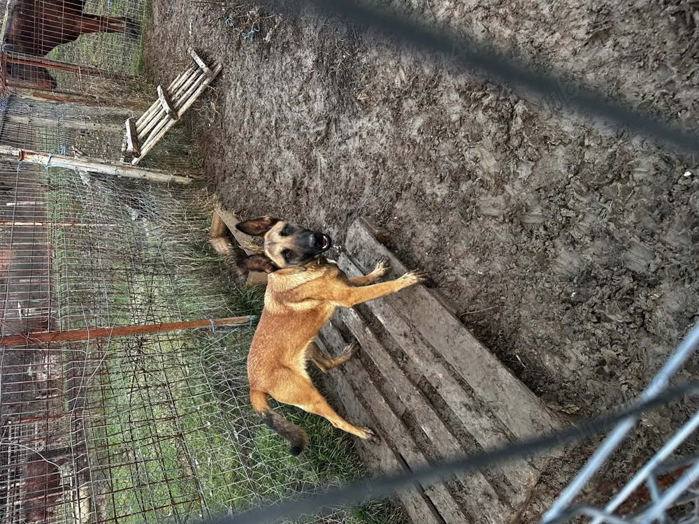 Ciobănesc belgian malinois 