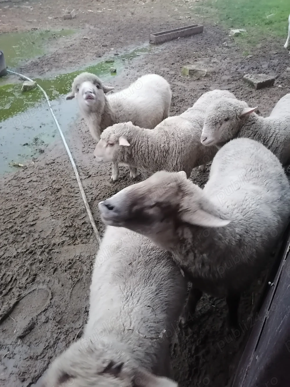 Carlani de anul acesta 