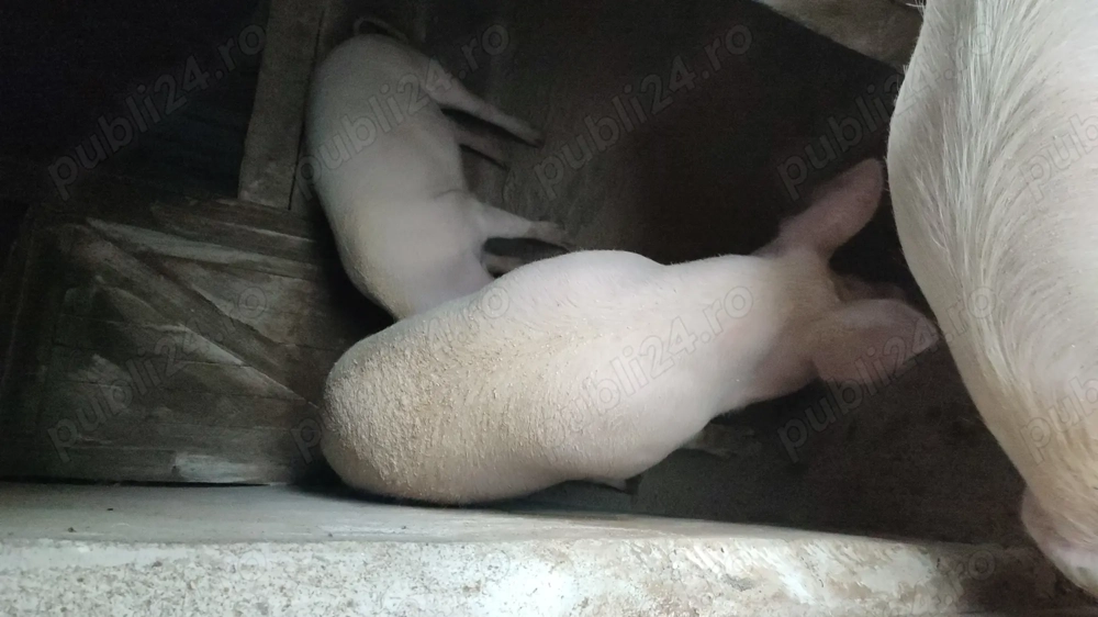 Porc in jur de 130 kg