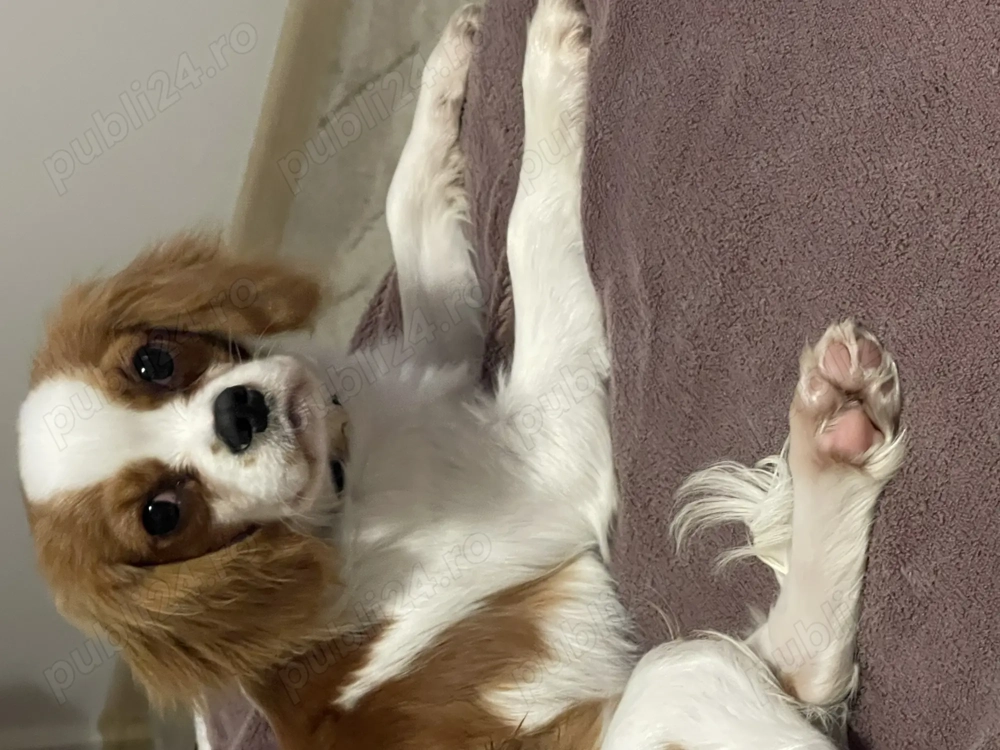 Cavalier King Charles