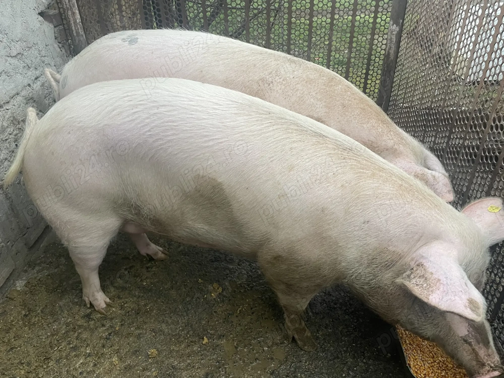 Vând porc crescut Bio, greutate 270-300 kg.