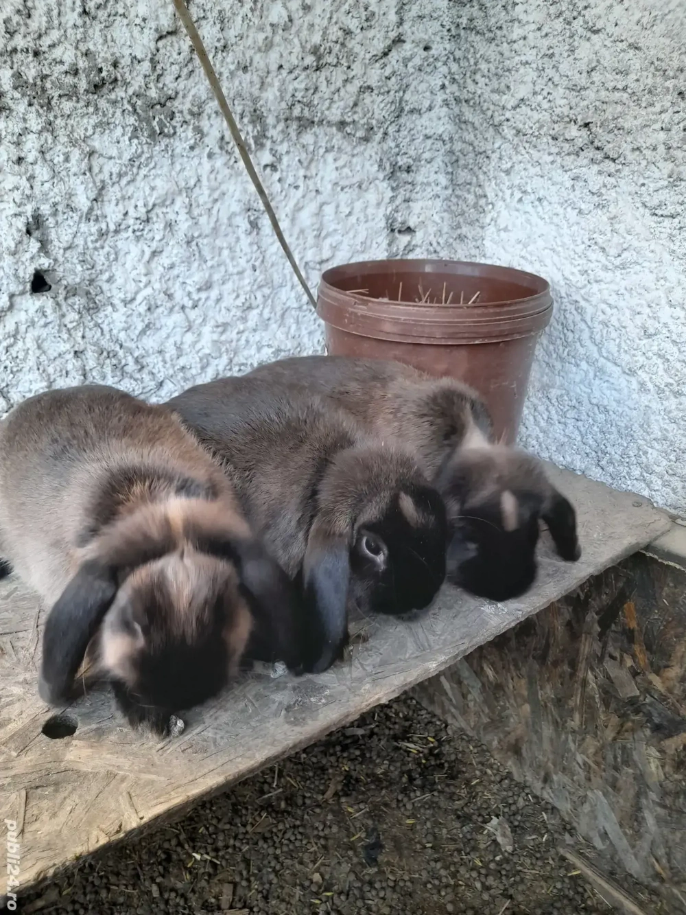 Vând, schimb tineret U.G.Galben, Uriaș de Transilvania, Fluture German, Albastru Vienez, Cap de Leu