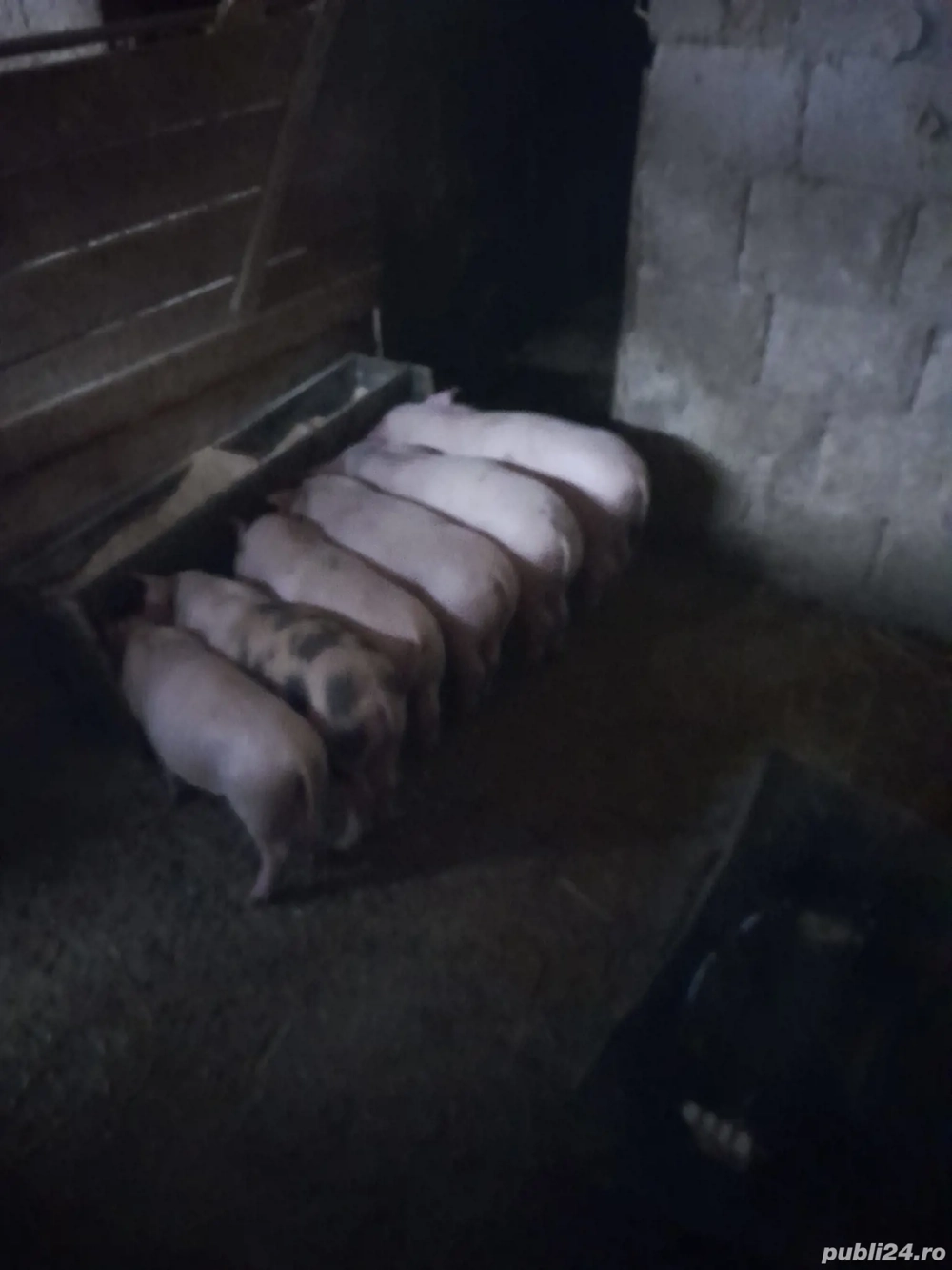 Purcei de 10 saptamani