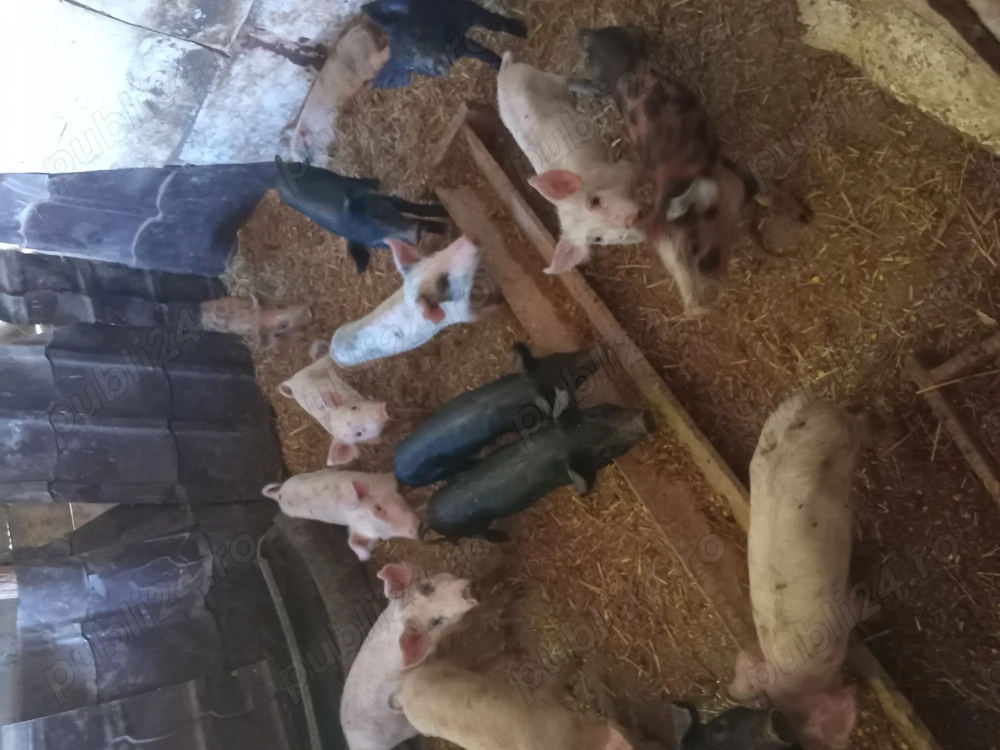 De vanzare 10 bucati.