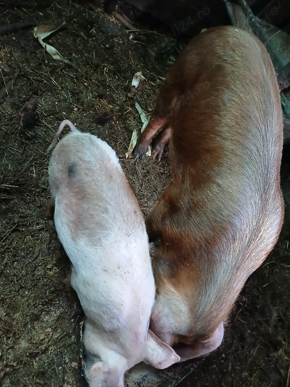 Vând 2 porci ,purcica și purcel