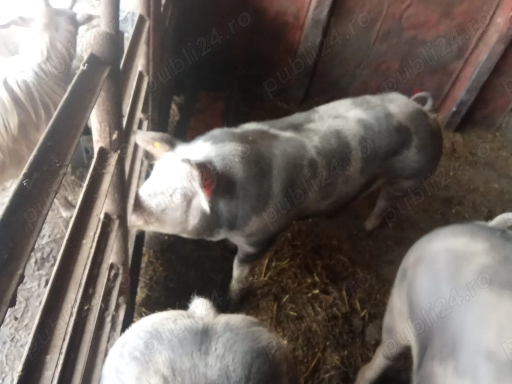 Vând porci de carne, rasă pietrean 9 luni de prăsilă sau sacrificiu 