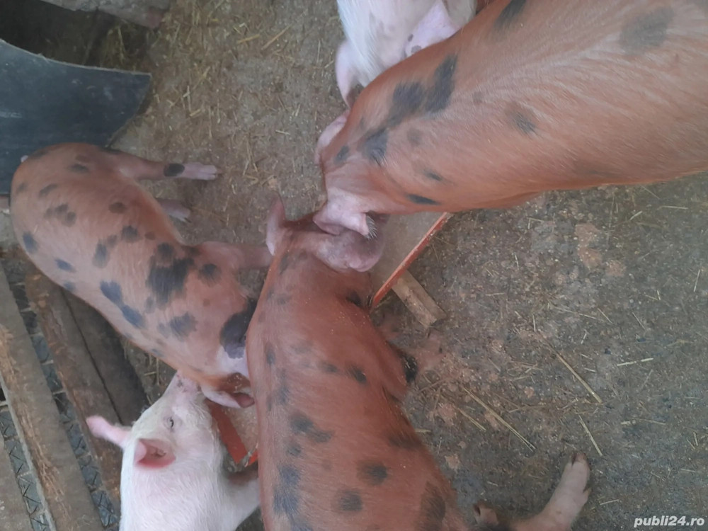 Purcei de vanzare 