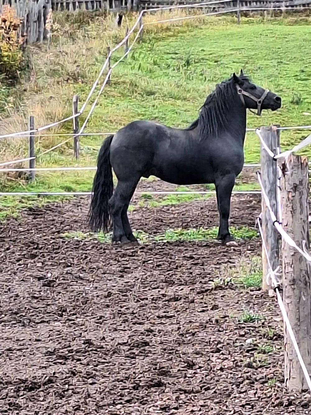 Vand o iapa si un cal friz
