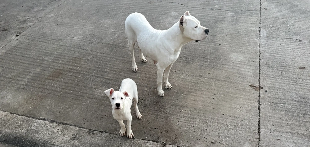 Vând Dog Argentinian