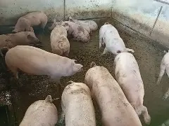 Porci sacrificare 