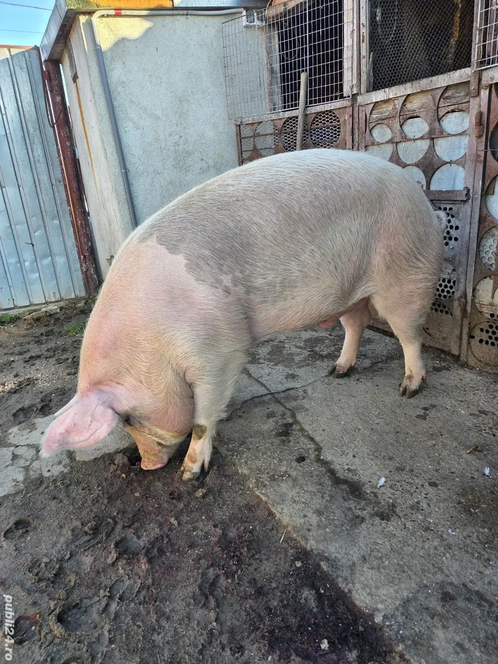 porc pentru sacrificat 