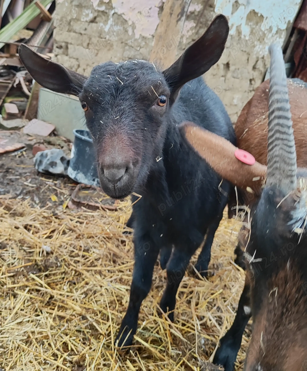 Tapisor Murciano 7 luni