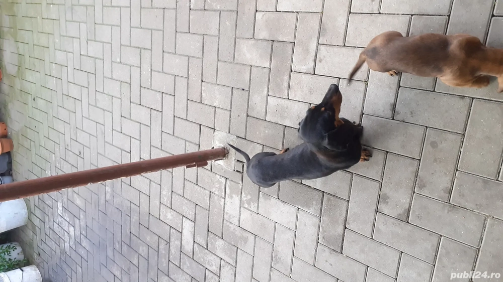 vînd pui tekel de 3 luni cu toate vacci. și csrnet