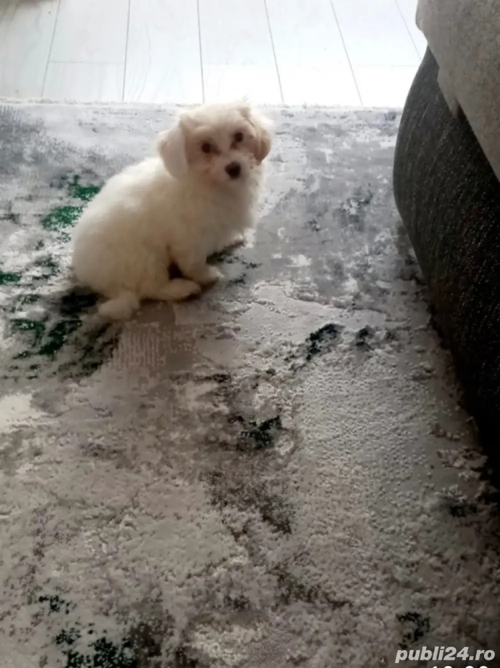 Vand bishonica malteza 2 luni vaccinata si deparazitata cu carnet de sanatate