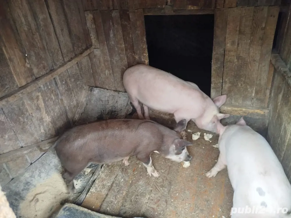 porci de vanzare
