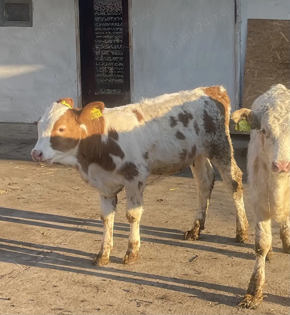 Vând un tăuraș și două vitele !