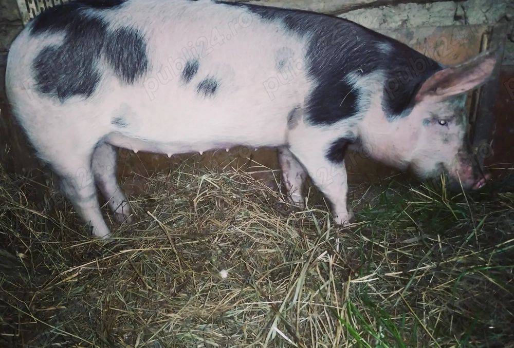 De vanzare scrofiță 60-70 kg