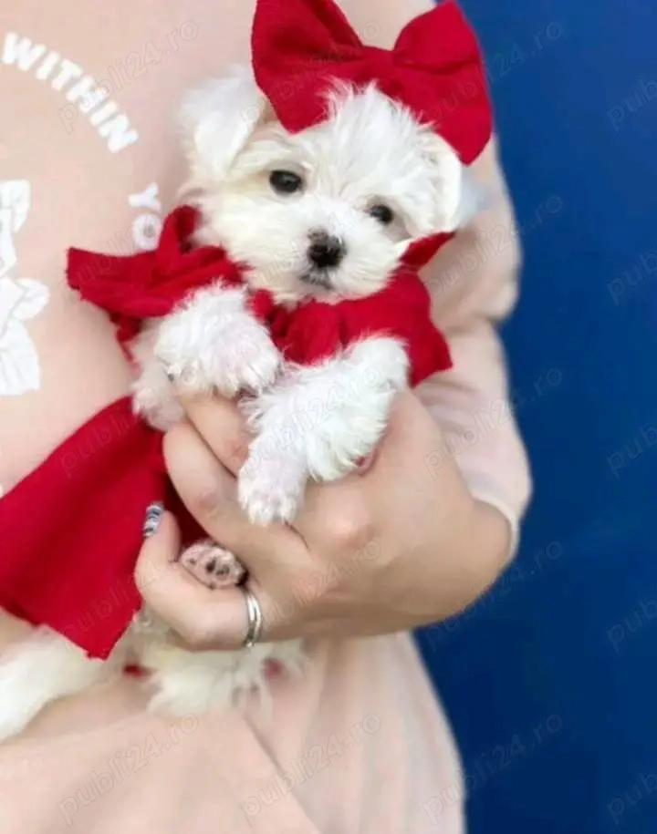 Bichoni maltezi mini toy 