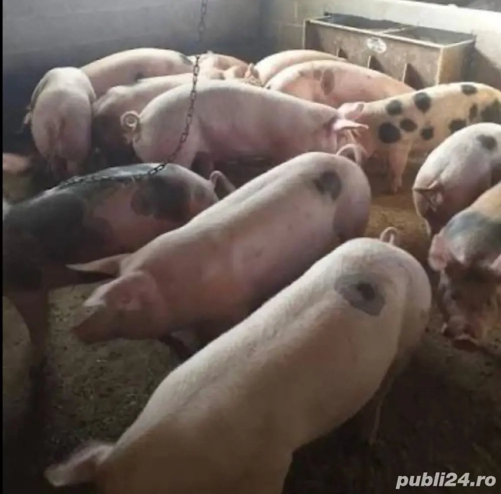 porci de vanzare 