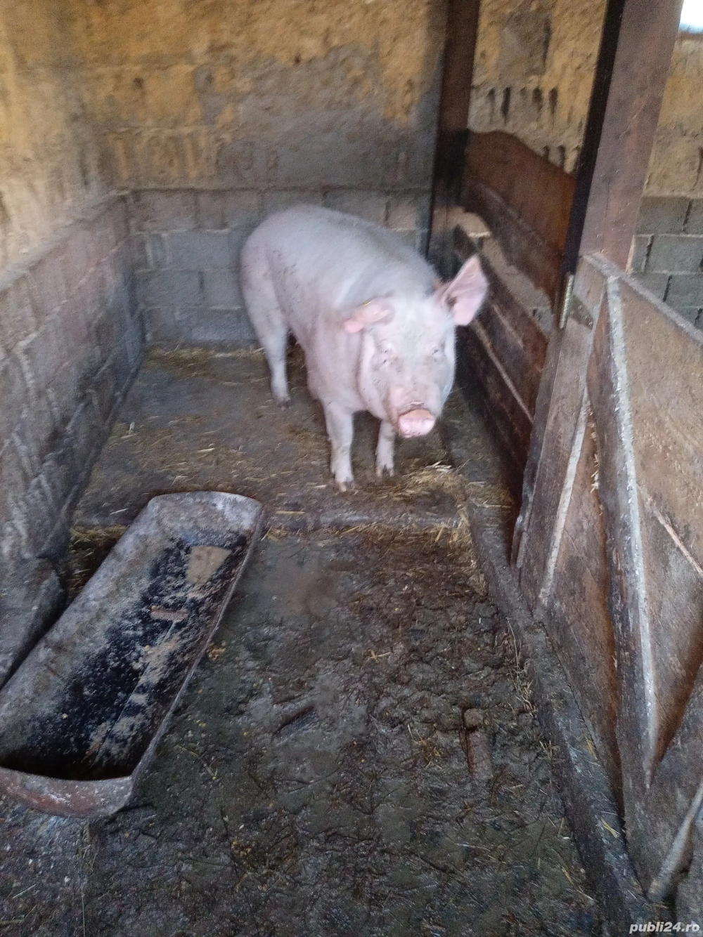 vand porc de sacrificat,marle alb 200 kg 15 lei kg negociabil 