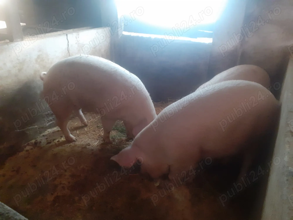 Vând porci marele alb