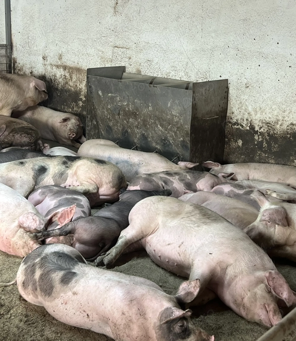 porci de vânzare 