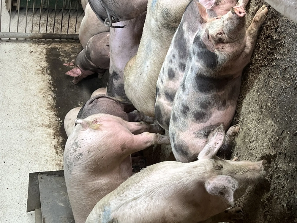 porci de vânzare 