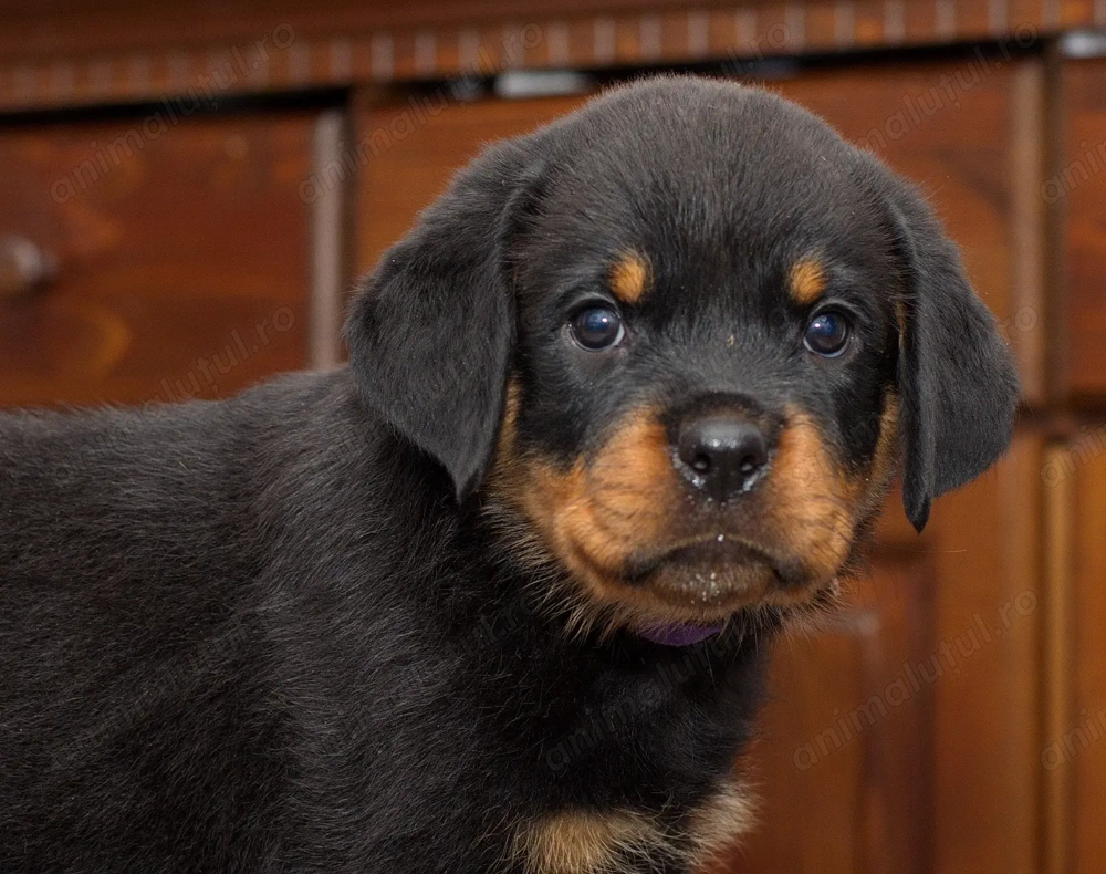 Vand pui Rottweiller cu pedigree.