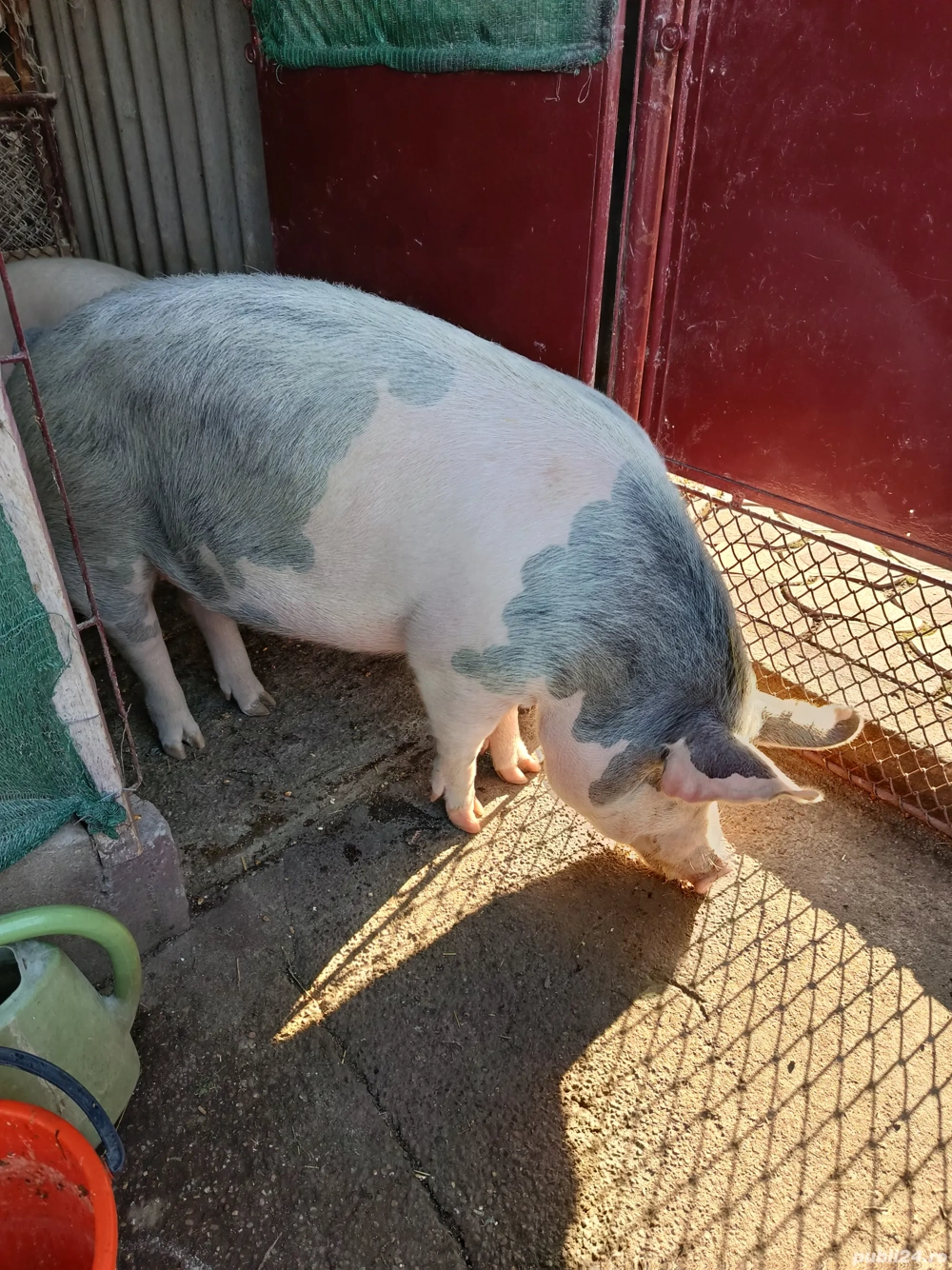 Vând un porc de carne