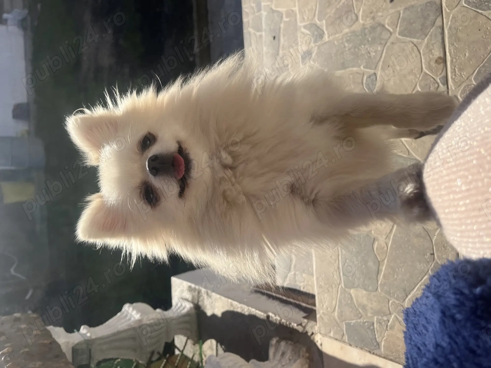 Pomeranian adulta mini FCI 