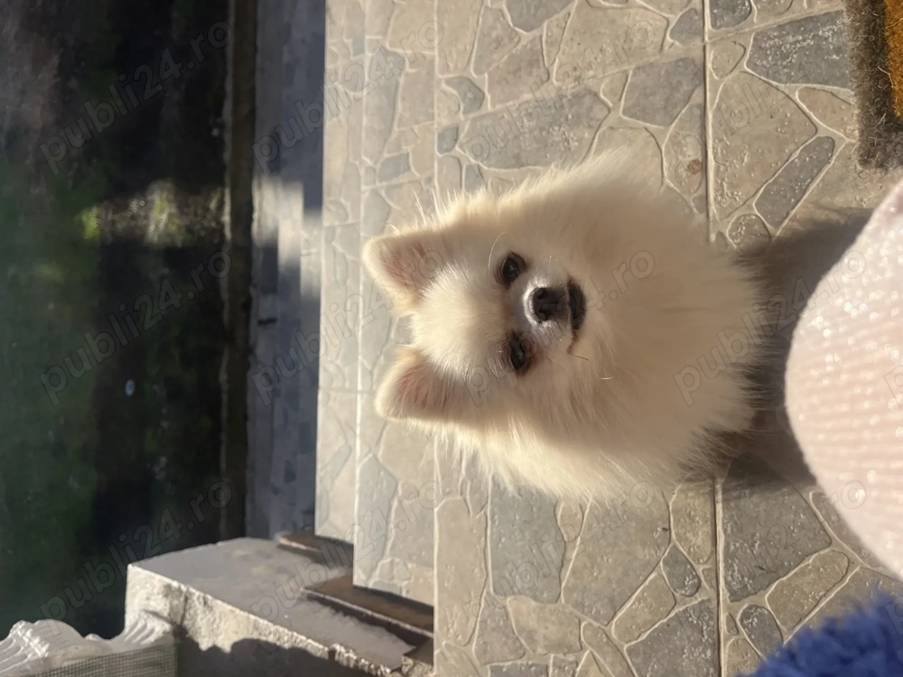 Femelă Pomeranian mini pedigree FCI 