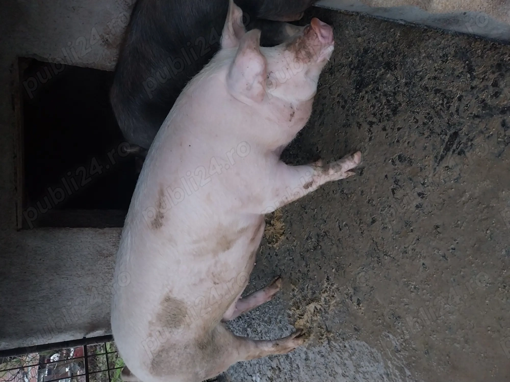 Vand porc 200 kg 3300