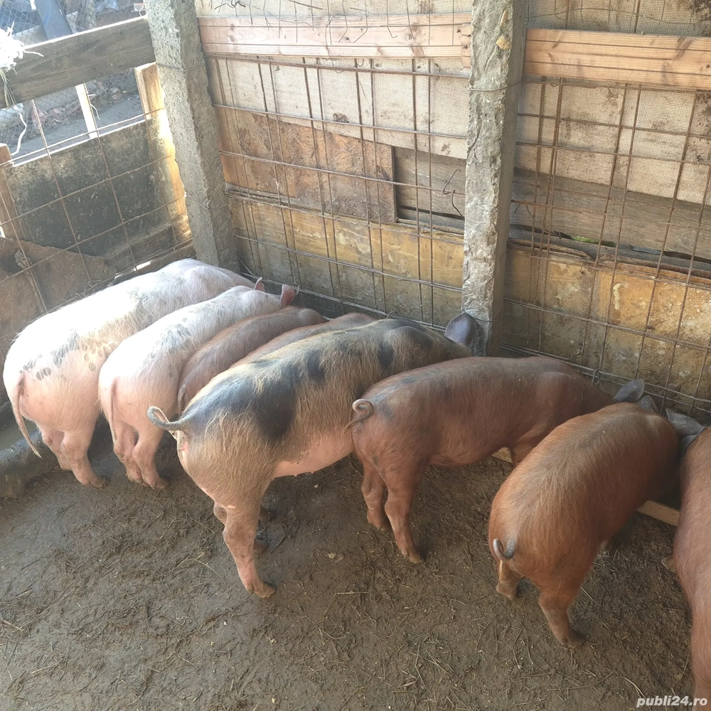 purcei duroc si pietran