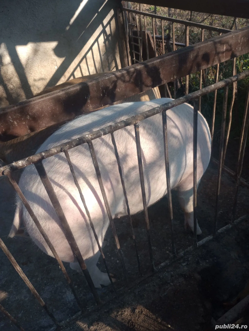 Porc pentru sacrificare    