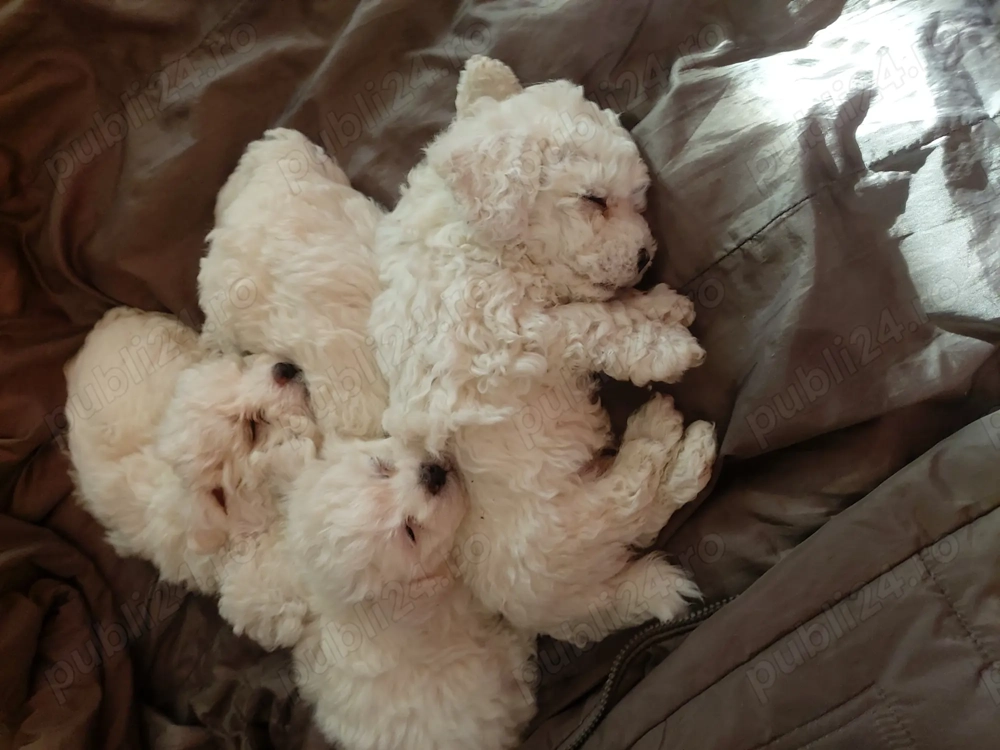 Bizoni talie mic carnet și vaccin deparazitare