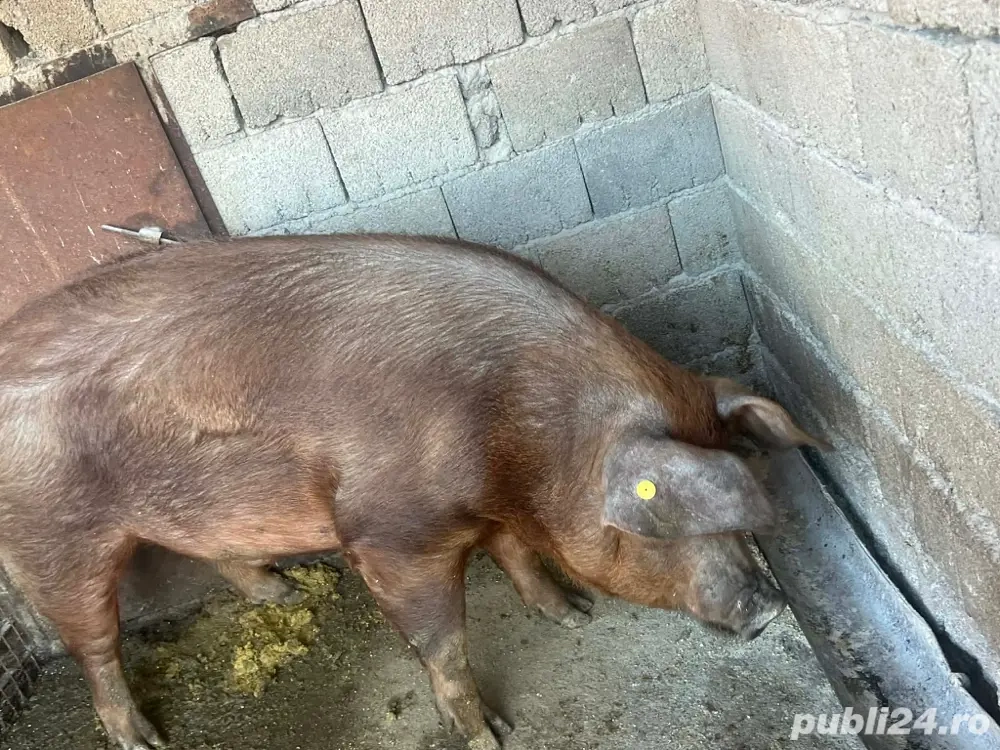 vând porc ,pret:16lei-negociabil 