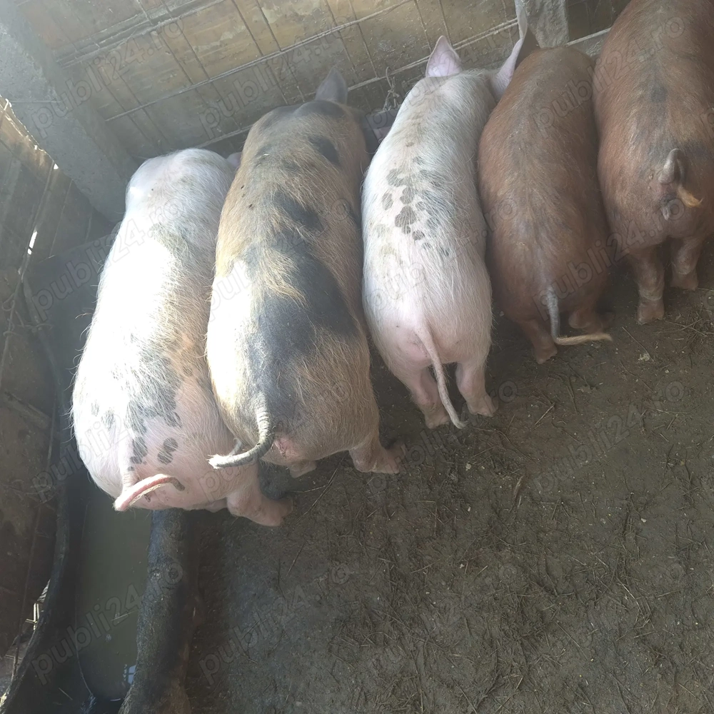 Purceluși duroc si pietran 