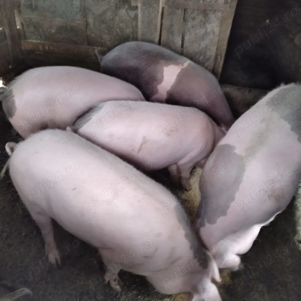 Vând  porci graşi în Dud, jud. Arad