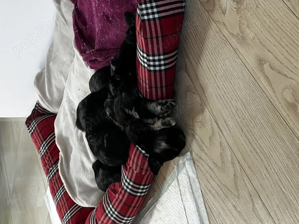 Vand Schnauzer Pitic