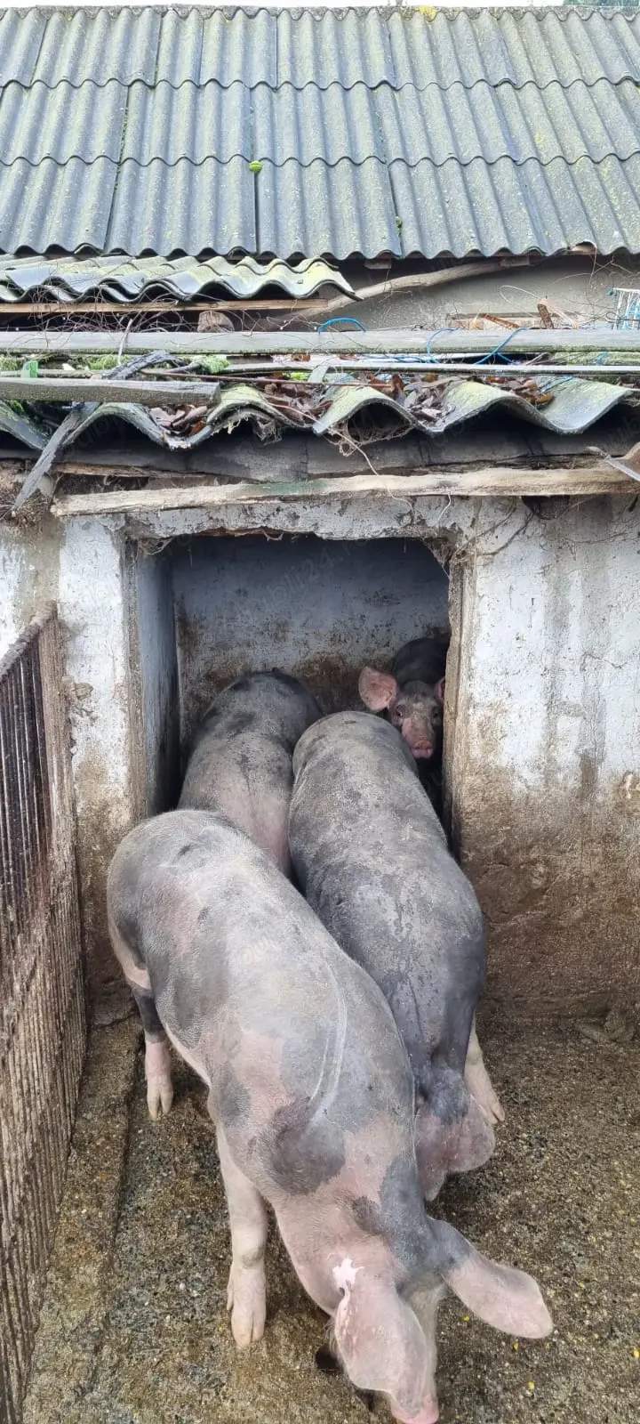 Vand Porci de taiat, Sat Scheia Com Al. I. Cuza, Jud Iasi
