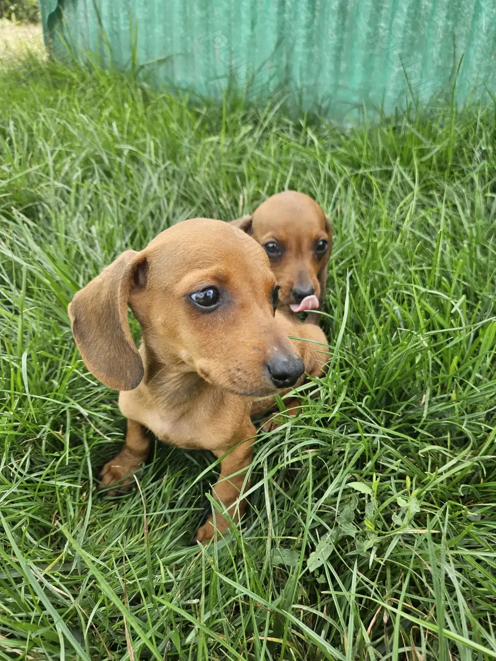 Cățeluși teckel maro !!!