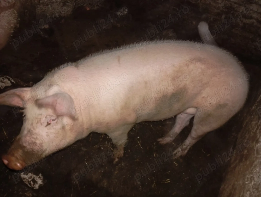 Vând 2porcii crăciun