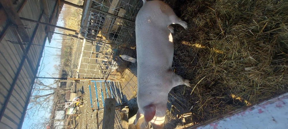 De vanzare porc crescut natural