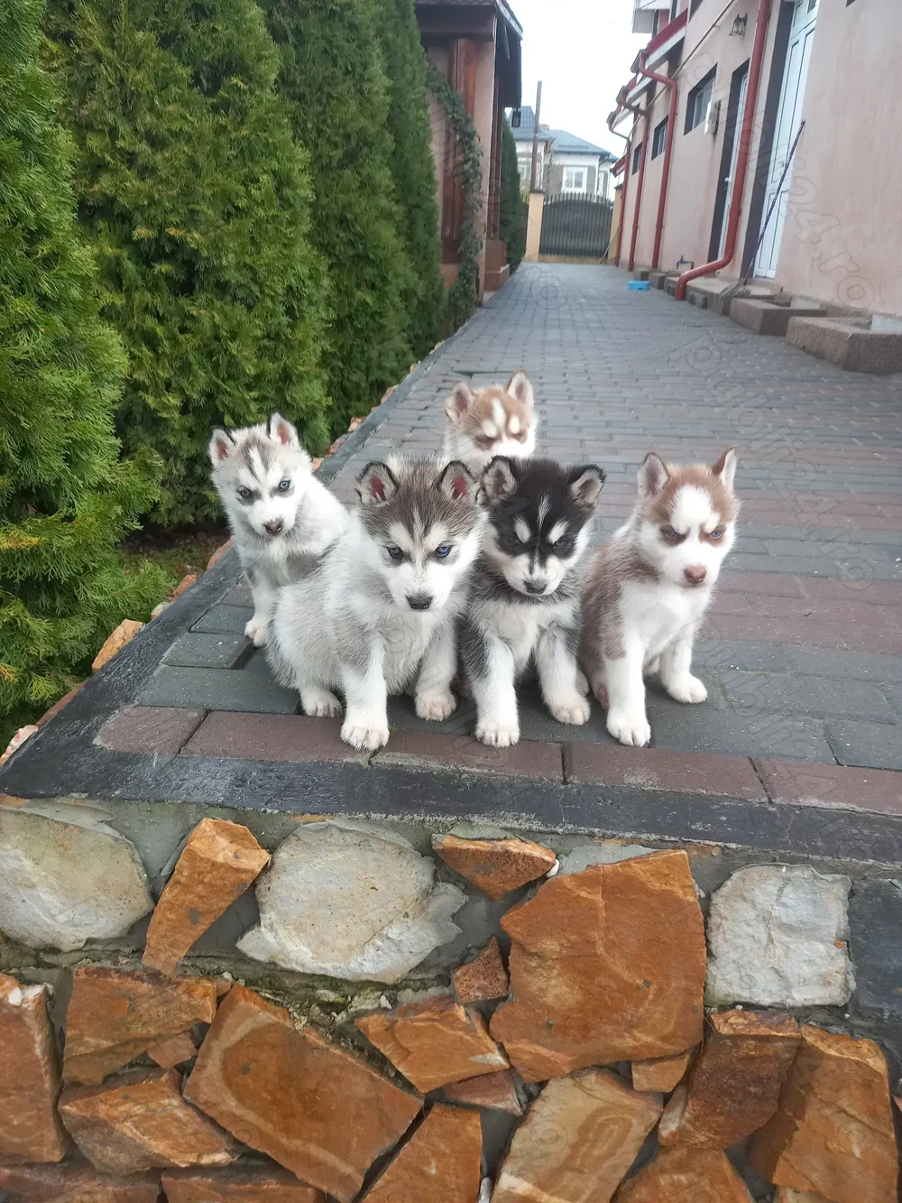 Pui husky siberian fetițe 