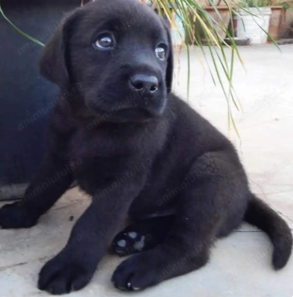 Femela labrador retriever
