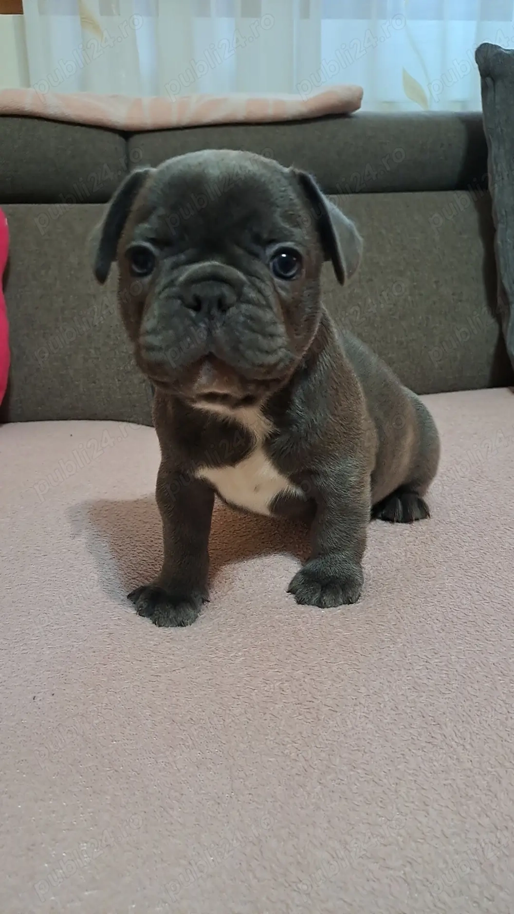 Buldog Francez Blue-disponibili în curand