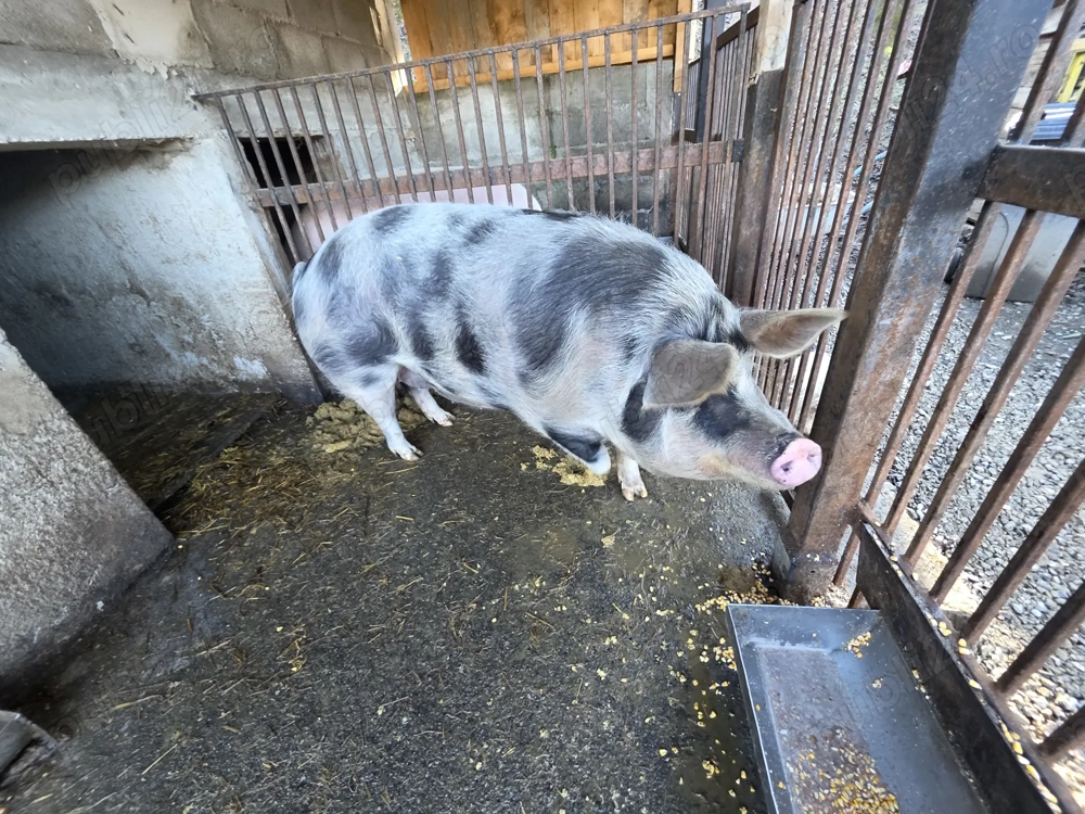 Se vinde pentru masa de craciun ..