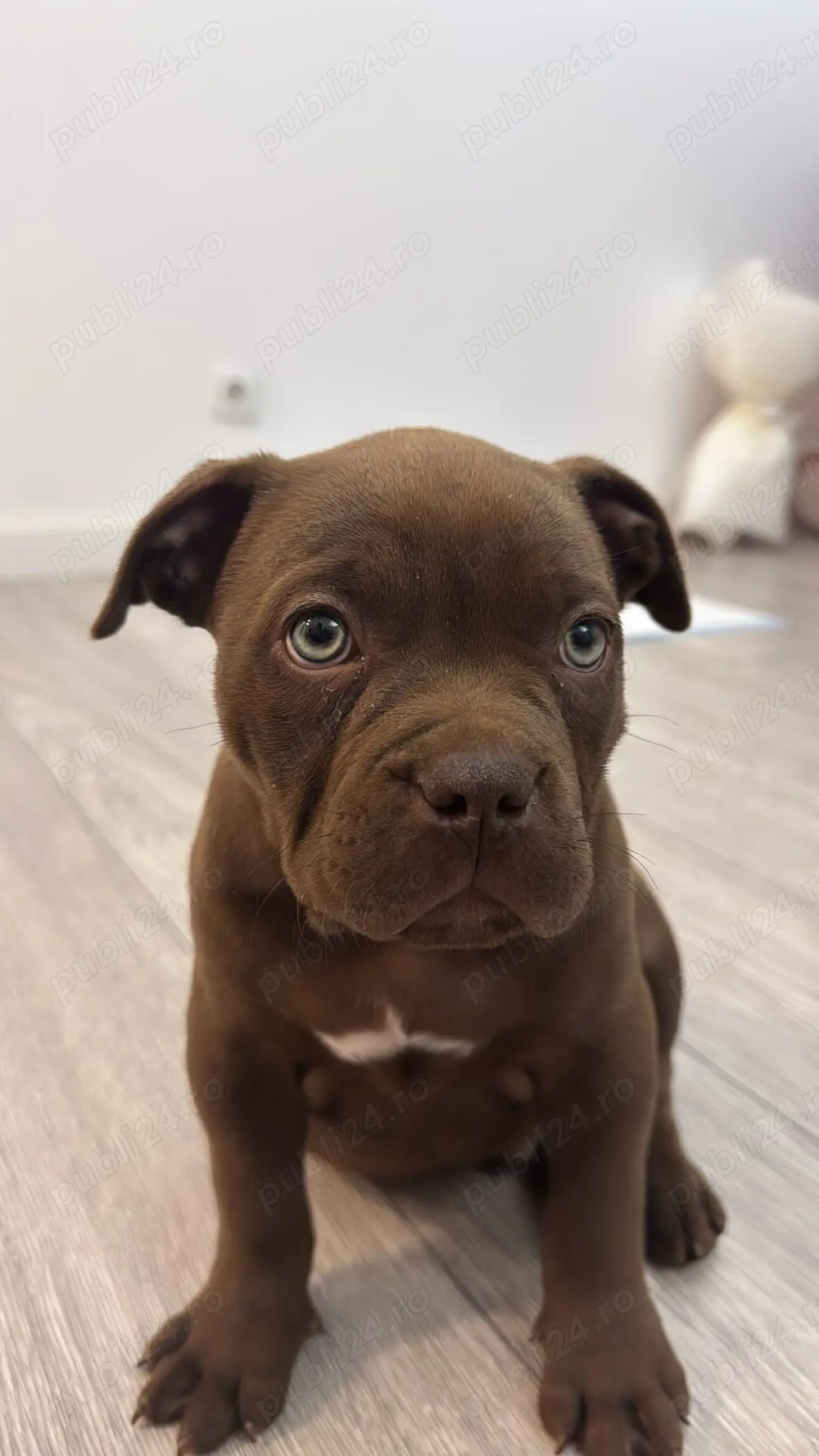 Puiuț American Bully pocket cu pedigree 